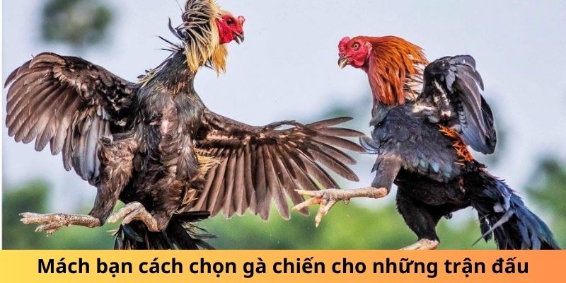 Mách bạn cách chọn gà chiến cho những trận đấu