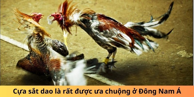 Cựa sắt dao là rất được ưa chuộng ở Đông Nam Á