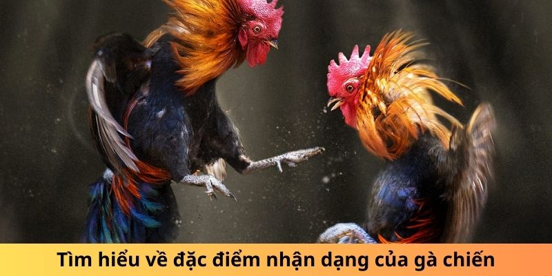 Tìm hiểu về đặc điểm nhận dạng của gà chiến