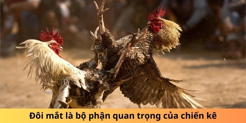 Đôi mắt là bộ phận quan trọng của chiến kê