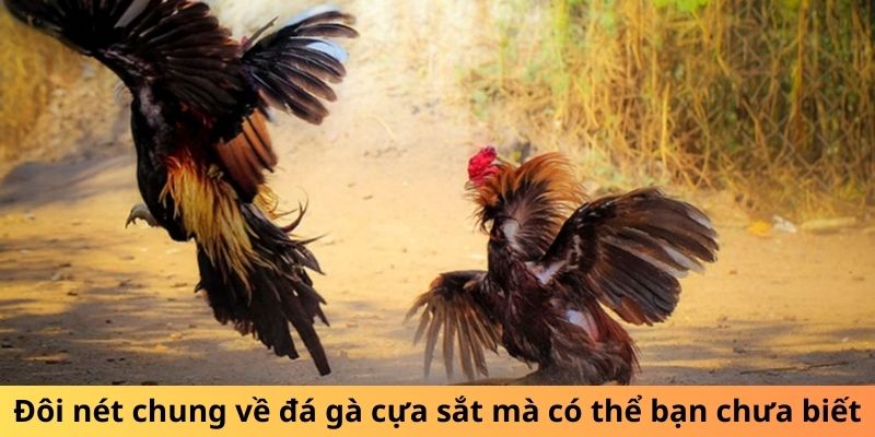 Đôi nét chung về đá gà cựa sắt mà có thể bạn chưa biết